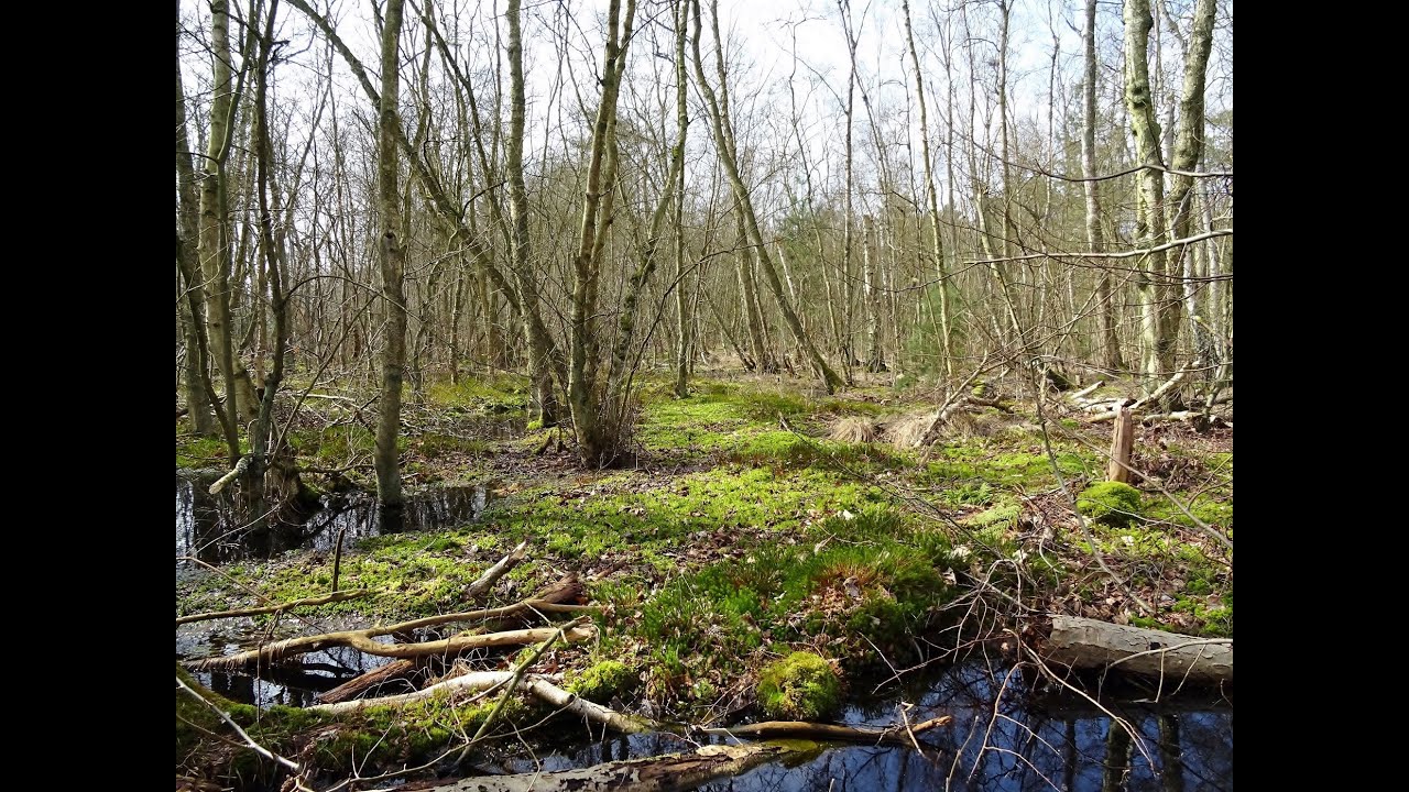 Gammelmosen - Vangede