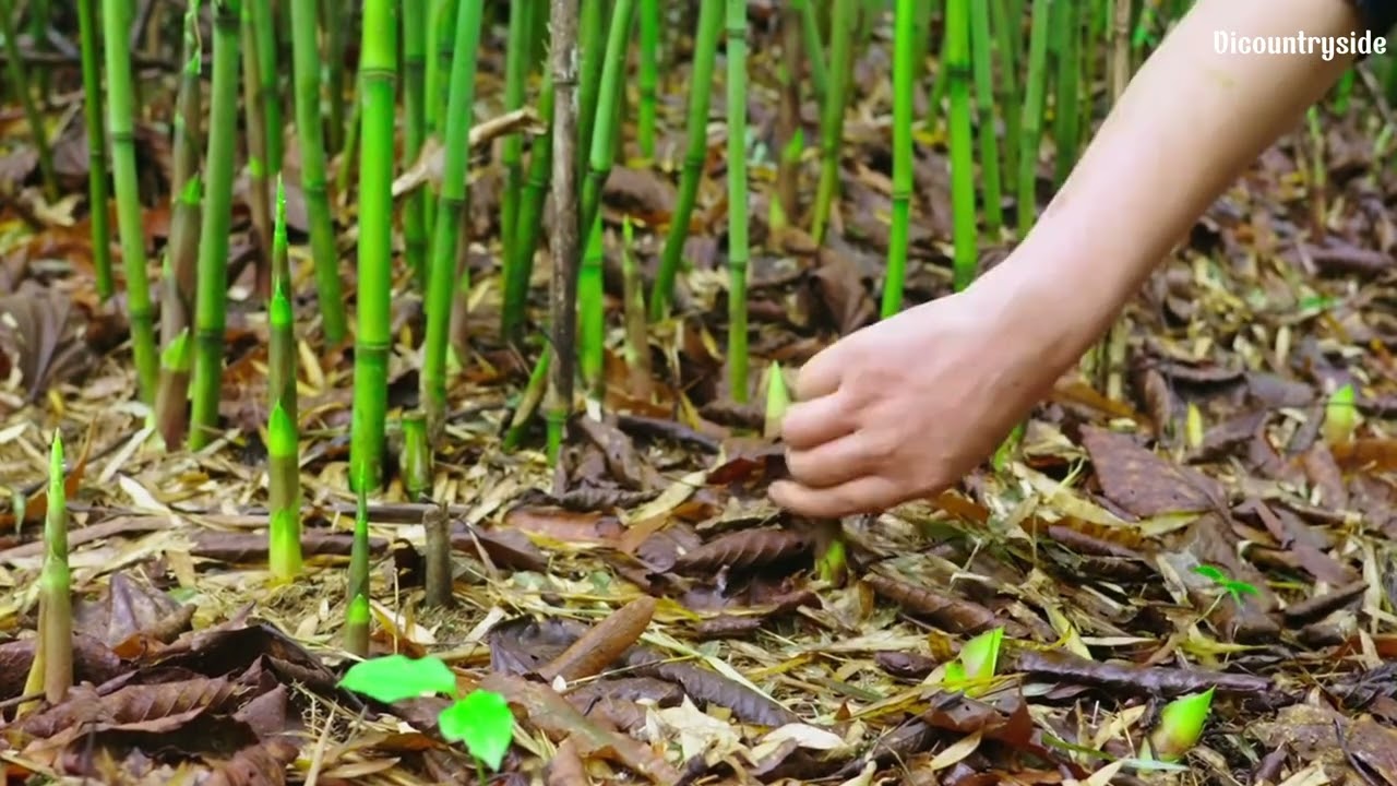 Bamboo Shoot Harvesting |  Nature’s Hidden Delicacy