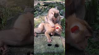 #TooCute #DailyDoseOfCuteness #MadeMyDay #AnimalsOfYouTube #HappyVibes #AdorableAnimals #LoveAnimals