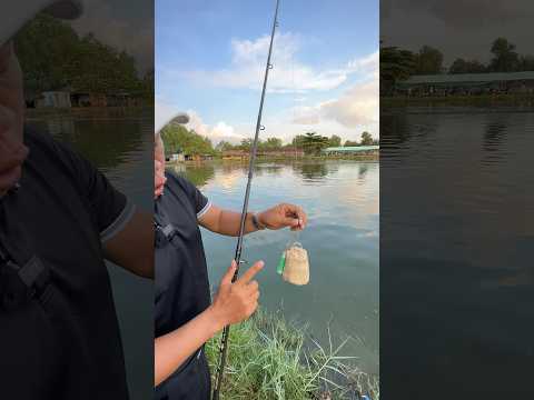 Cách xử lý mấy em tra bò ăn chụp #chungnguyenfishing