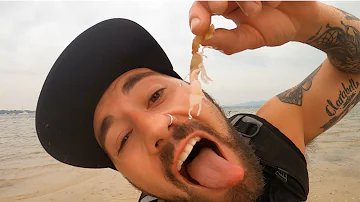 What are salt water yabbies?