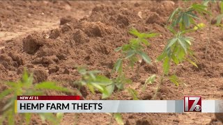 Hemp thieves continue to target Johnston County farmers