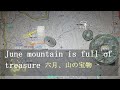 June mountain is full of treasure 六月の山は宝物がいっぱい