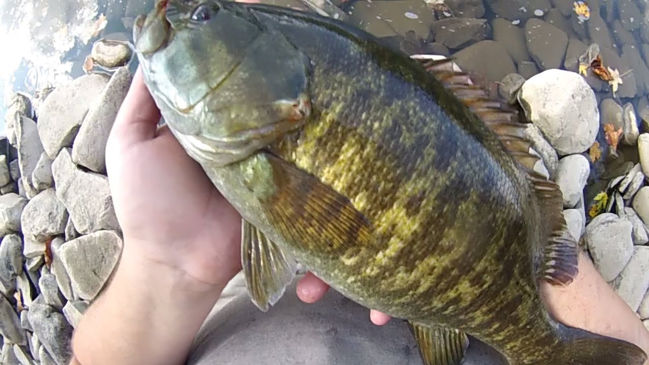 Slap That Bass! - YouTube