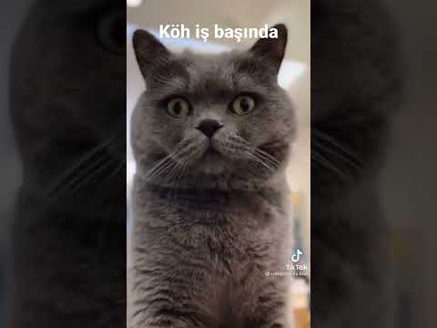 Kedi Özel Harekat iş başında #shorts #kedi