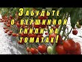 Как спасти томаты от вершинной гнили- реально работающие советы агронома.