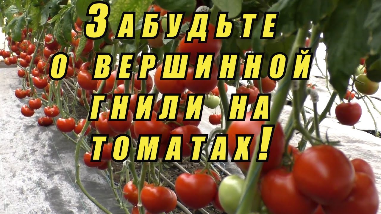 Вершинная гниль на помидорах в теплице что делать и чем обработать