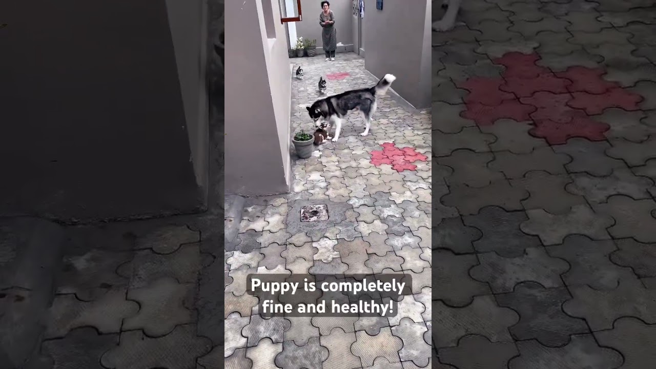 Funny Husky | over excited Mother | Dog Bite 