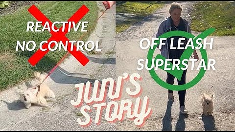 Reactive Dog Transformed