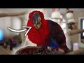 Getting an Eclectus Parrot to Eat The Right Diet | Diet Conversion Days 1-4