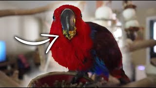 Getting an Eclectus Parrot to Eat The Right Diet | Diet Conversion Days 14