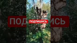 Армия Z Армия V Россия за наших #россия #сво