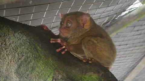Philippine Tarsier, one of the smallest primates in the world!