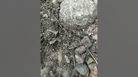 Rutus VERSA The First coin  unmasking part1