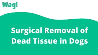 Surgical Removal of Dead Tissue in Dogs | Wag! screenshot 4