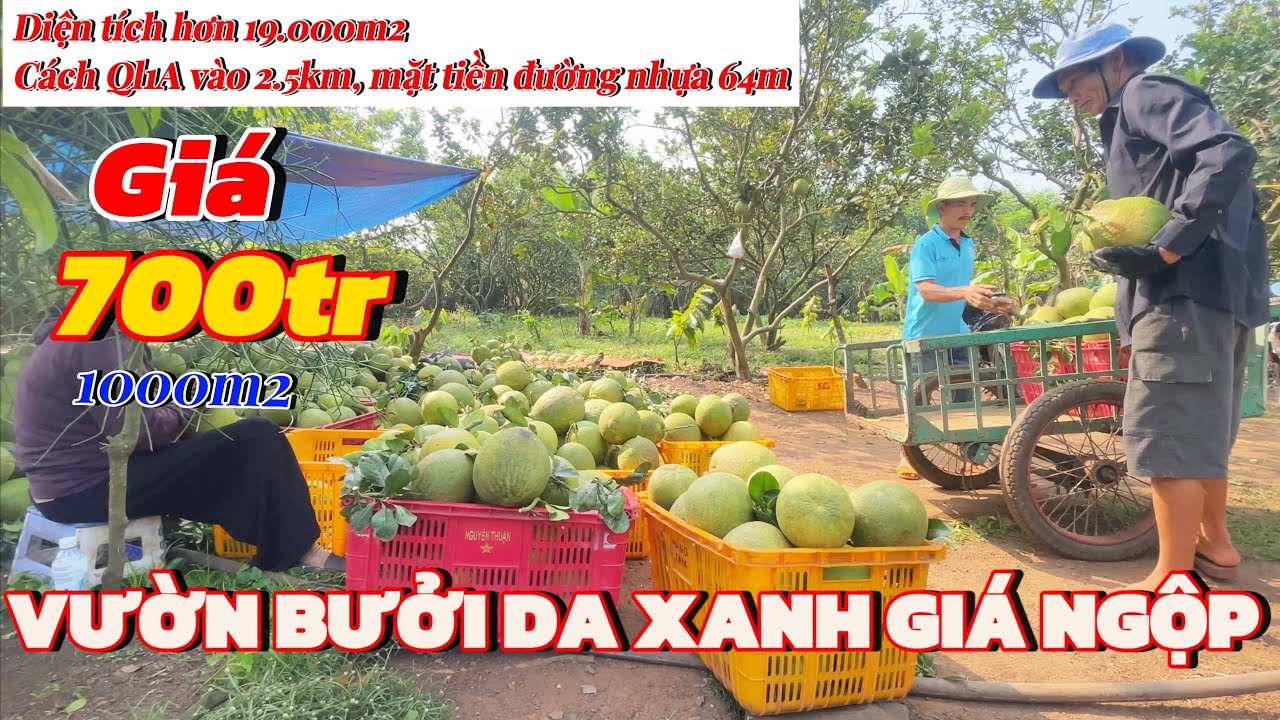 Vườn bưởi da xanh giá ngộp, cách Ql1A vào 2.5km. Có ngay thu nhập dòng tiền hàng năm. Xem là mê