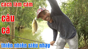 Cách Làm Mồi Cám Câu Cá Rô Đồng Siêu Nhạy Đơn Giản | Tâm Râu Vlog #86