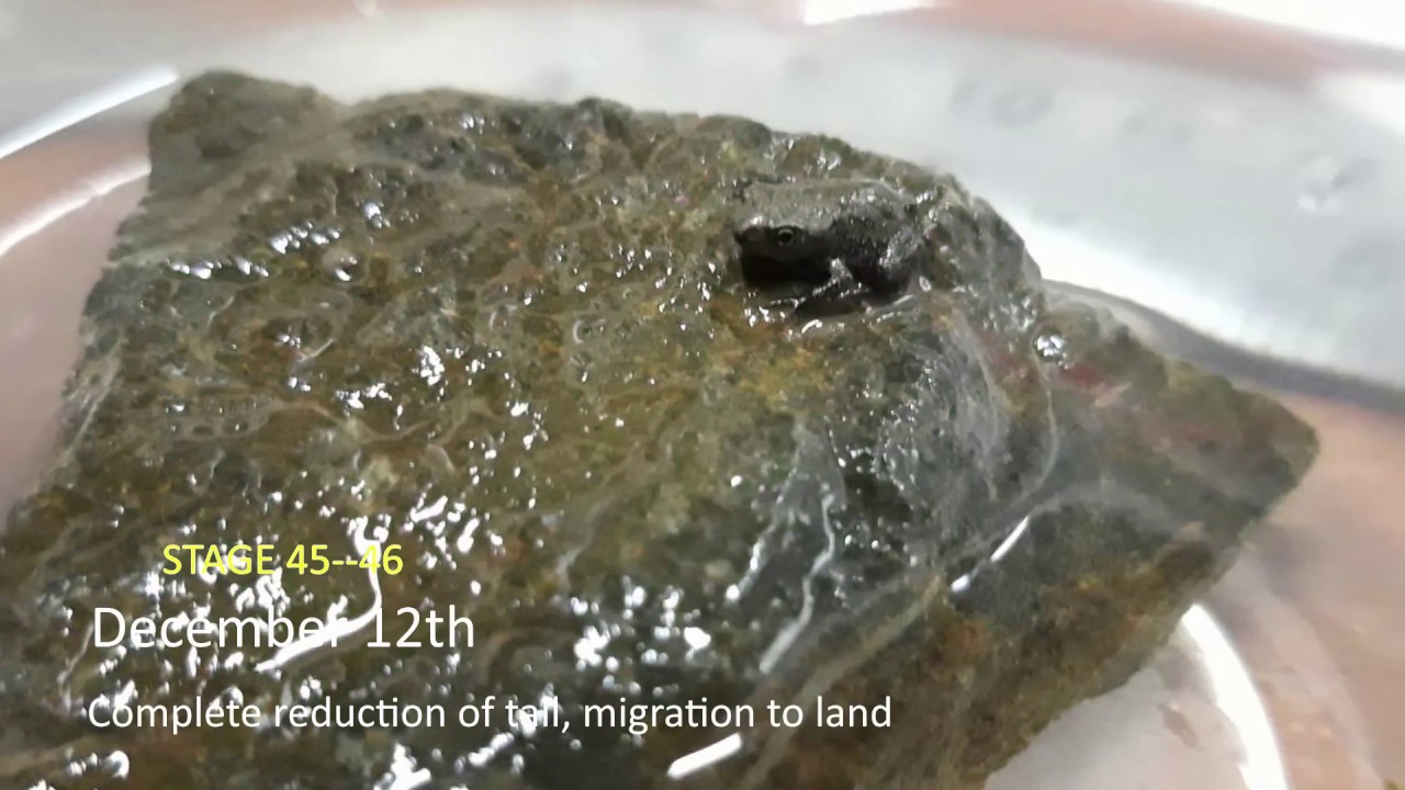 Duttaphrynus melanostictus Tadpole Development