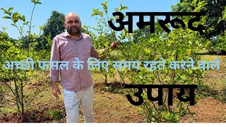 Maintenance of Guava orchard…Important for high yield #agriculture #farming #income 