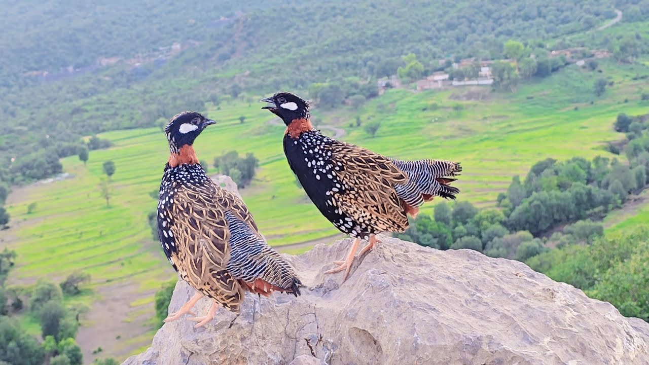 Pure Nature Sound – Black Francolin 