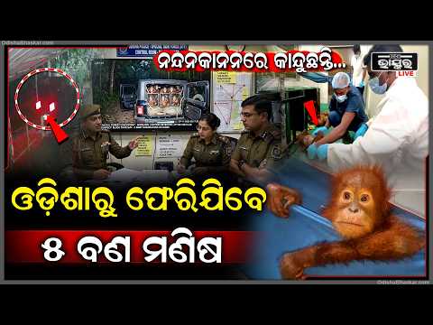 ନନ୍ଦନ କାନନରେ ଅସୁସ୍ଥ ହେଇଗଲେଣି 5 ଓରାଙ୍ଗ ଓଟାନ , ଶୀଘ୍ର ଛାଡ଼ିବେ ଓଡିଶା Orangutans to leave Odisha