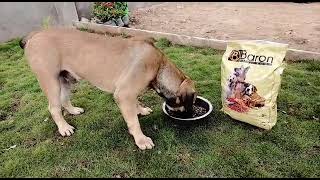 TUNAUZA CHAKULA CHA MBWA CHENYE UBORA WA HALI YA JUU - DSM na Mikoani