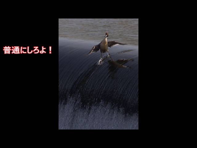 腹筋崩壊 暇つぶしに笑いたい方用爆笑bokete傑作集!!画像まとめ