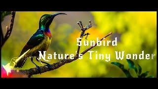 Sunbird: Nature's Tiny Wonder - The Hidden World Revealed