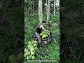 How Coconut Transport Bike Carries Extreme Harvest Through Jungle