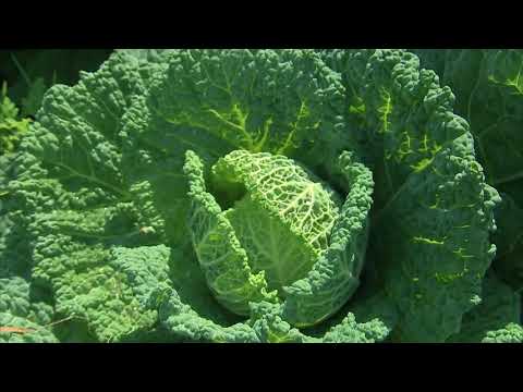 კომბოსტო ღია გრუნტზე | მზა ჩითილი