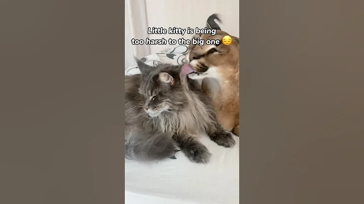 Video 8044781: maine coon, cat kittycat, big kitty, little kitty