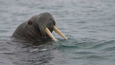 Management of Marine Protected Areas for Climate Change