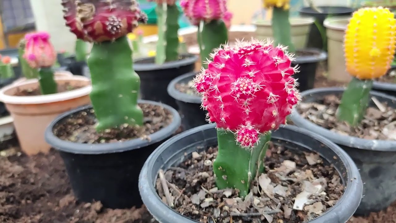 video Custus Bareroot Moon