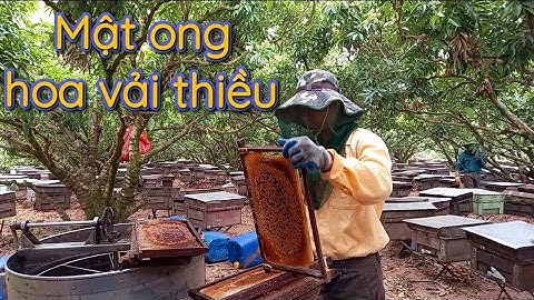 Cận cảnh quay mật ong hoa vải thiều ( roasted lychee flower honey )
