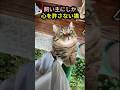 飼い主にしか心を許さない猫が見せる、特別な甘え方