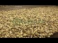 Pistachio Roasting Machine ماكينة تحميص الفستق الحلبي للطلب و التواصل 00905525553550 