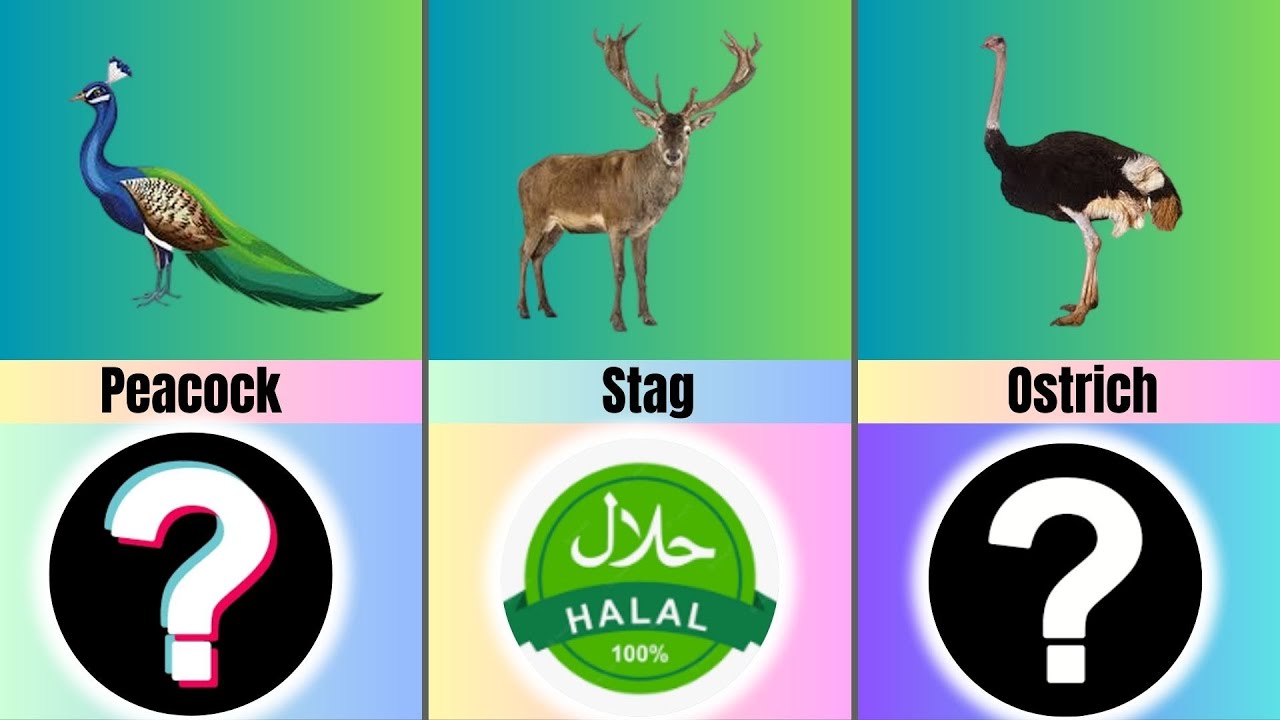 Halal Animals For Muslim in Islam YouTube