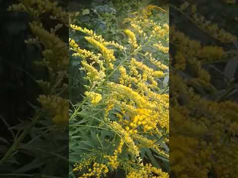 Vídeo: Solidago Ou Goldenrod