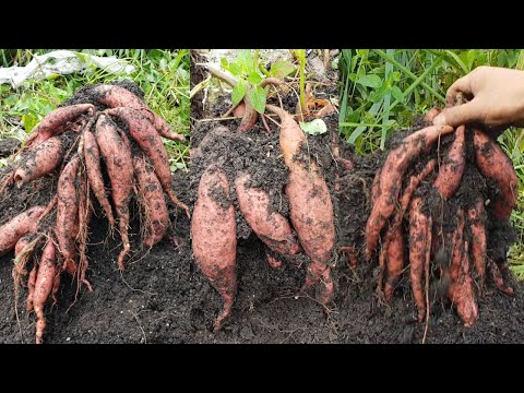 Potato Grow Bags 4 Great Tips for Growing Taters in a Bag  The garden