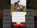 عندما يشتد الجوع بالثعلب يذهب لمكان مفتوح و يستلقي علي ظهره و يحبس انفاسه الرحمن اكسبلور