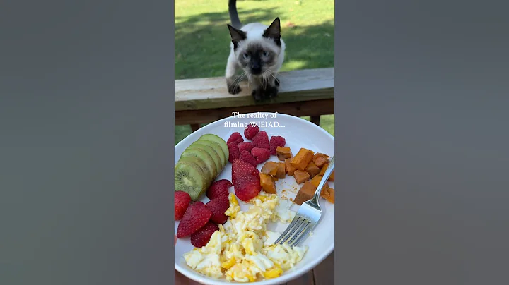 Watch the video about #foryou #shorts #breakfast #cat #cutecat #siamese #funnycats #viral #viralshorts