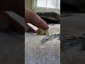 Meet The World's Tiniest Chick 🐣 #animals #cuteanimals #cute #quail