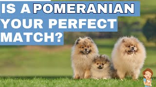 Quiz Time: Does a Pomeranian Match Your Lifestyle and Personality?