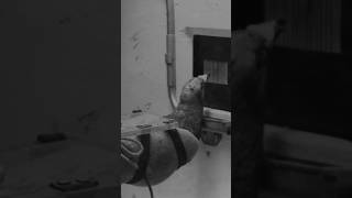 The US Military's Pigeon Guided Bomb Experiment #history #military #shorts