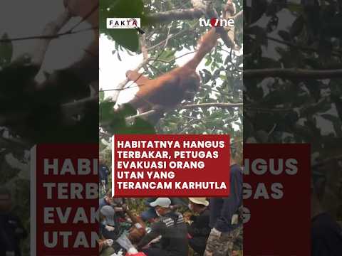 Detik-Detik Petugas Evakuasi Orang Utan yang Terancam Karhutla