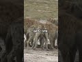 Check out the Hyena. There wild#facts #wildlife #animals