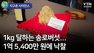 [지구촌 사이언스] 1kg 달하는 송로버섯…1억 5,400만 원에 낙찰 / YTN 사이언스
