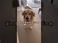 ゴールデンレトリバーの優しいところ #ゴールデンレトリバー #大型犬のいる生活 #goldenretreiver