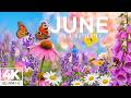 Summertime Splendor 4K | Blooming Wildflowers & Fluttering Butterflies 🌸 A Peaceful Summer Escape