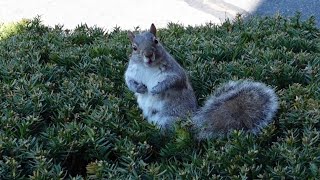 Squirrel's reaction when she realizes I've been filming her by Squirrels at the window 15,868 views 2 weeks ago 4 minutes, 51 seconds